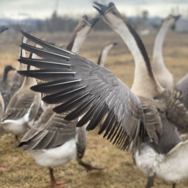African Goose Hatching Eggs – Farm-Raised, Fertile, Hardy & Productive