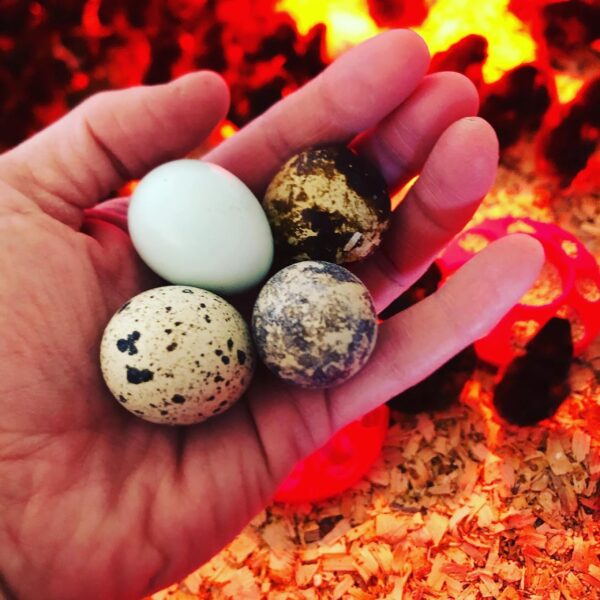 Coturnix Quail Hatching Eggs — “Fun Mix / Whatever’s Laying”